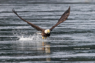 Bald-Eagle;British-Columbia;Canada;Eagle;Flying-Bird;Haliaeetus-leucocephalus;Ph